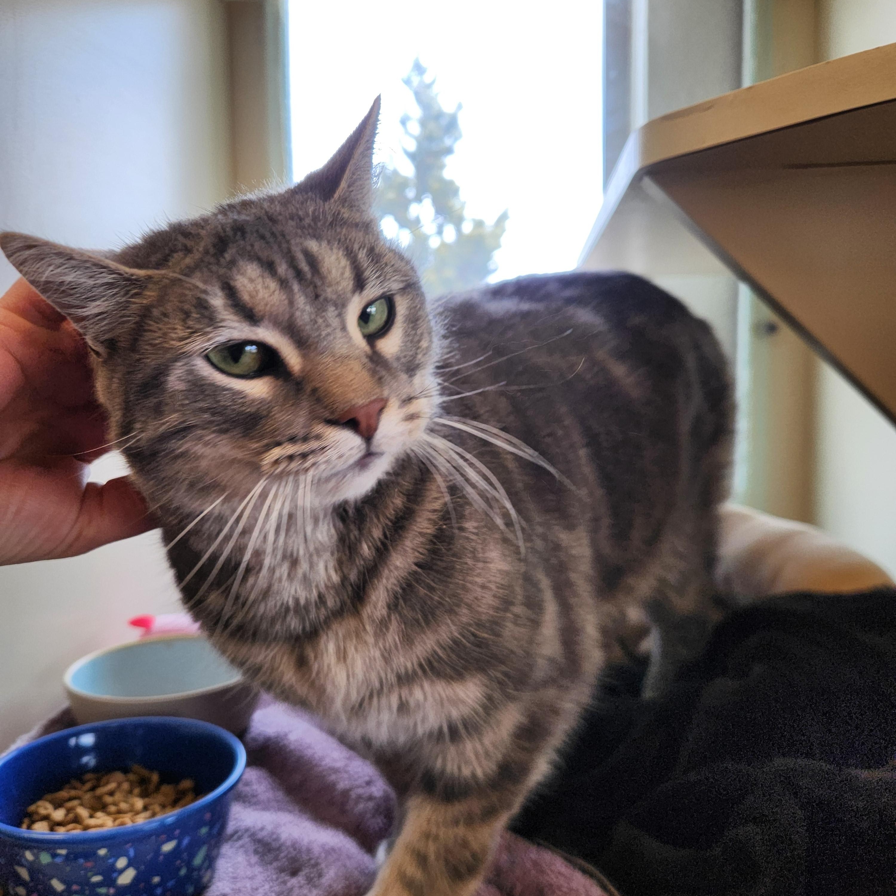 Roxy, a ADOPTABLE mixed breed in Buena Vista, CO image 3/4