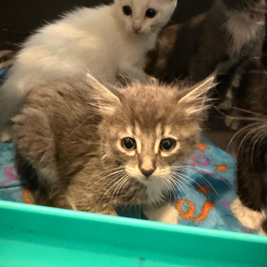 Martin, Adoptable, Kitten Male Domestic Long Hair.