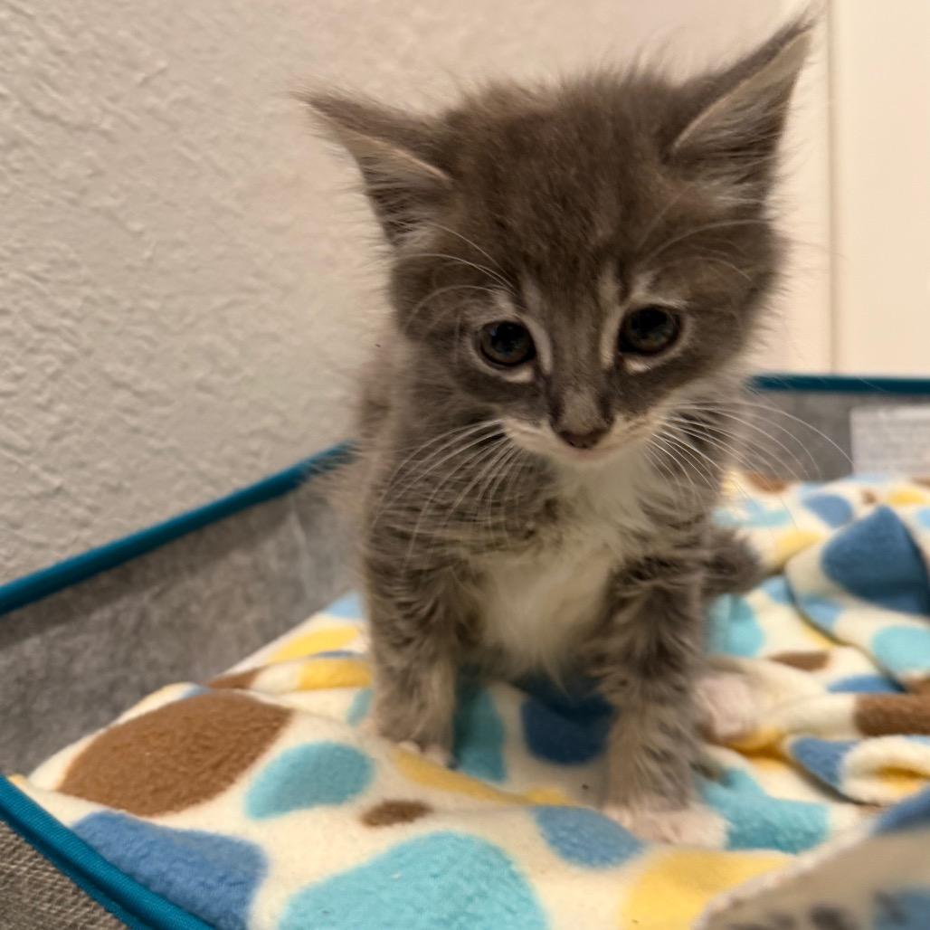 Enlarge Martin, a Adoptable Domestic Long Hair in Missouri City, TX image 2/3
