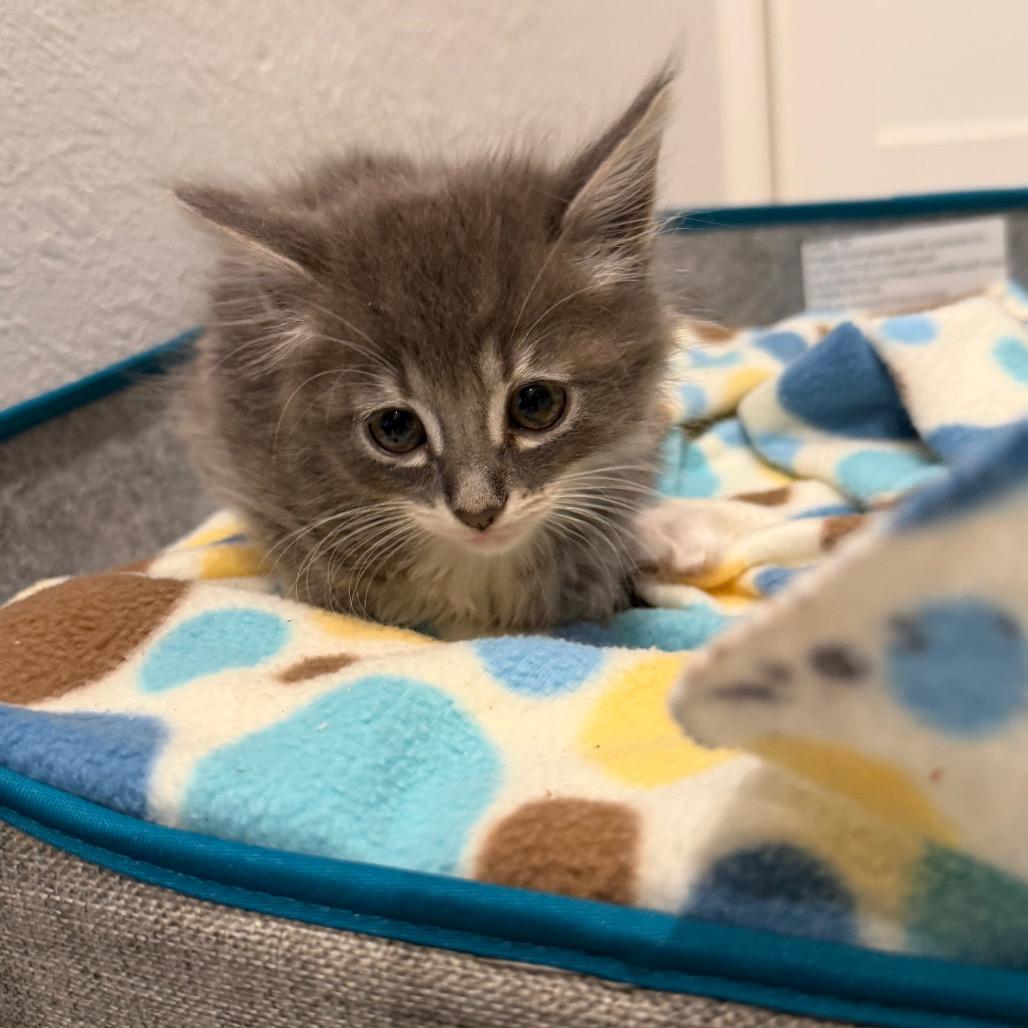 Enlarge Martin, a Adoptable Domestic Long Hair in Missouri City, TX image 3/3