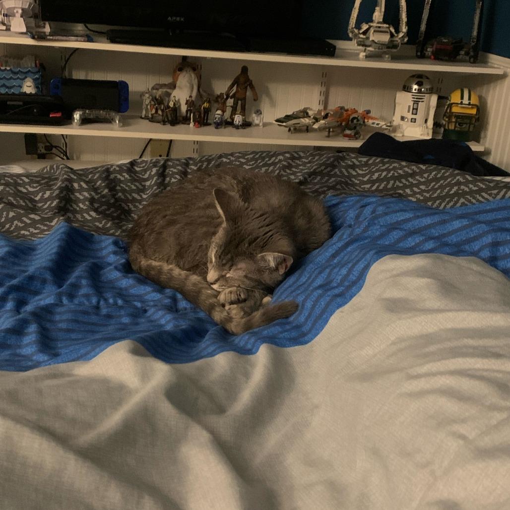 Enlarge Graham Cracker, a Adoptable American Shorthair in Madison, WI image 1/5