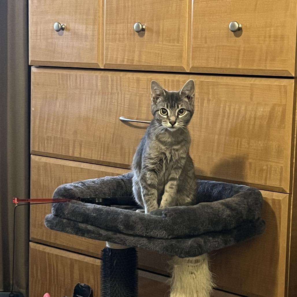 Enlarge Graham Cracker, a Adoptable American Shorthair in Madison, WI image 3/5