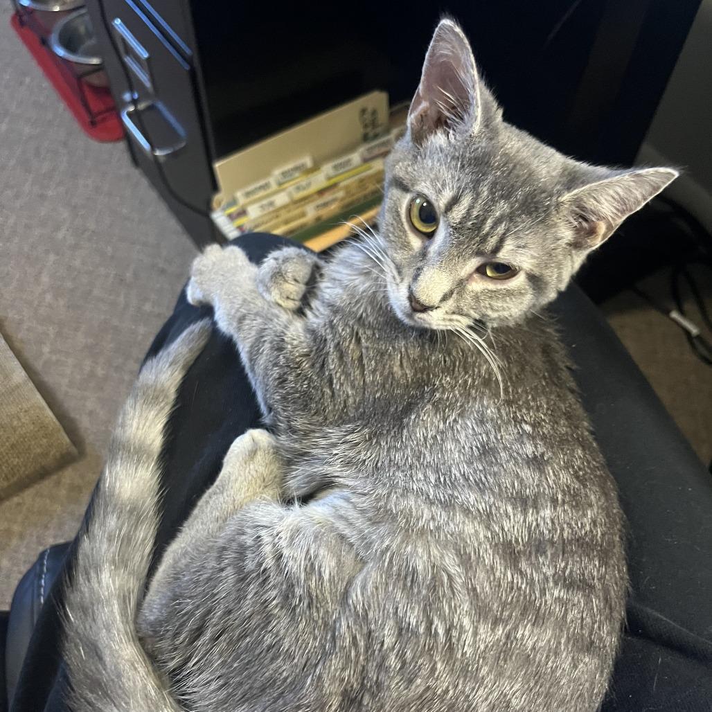 Enlarge Graham Cracker, a Adoptable American Shorthair in Madison, WI image 4/5