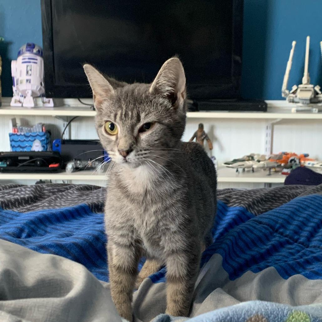 Enlarge Graham Cracker, a Adoptable American Shorthair in Madison, WI image 5/5