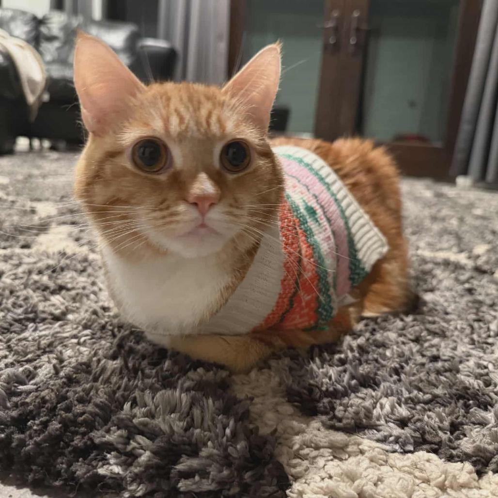 Oliver "Ollie", Adoptable, Adult Male Domestic Long Hair & Domestic Long Hair.