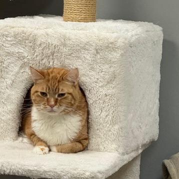 Enlarge Oliver "Ollie", a Adoptable mixed breed in Osawatomie, KS image 2/5