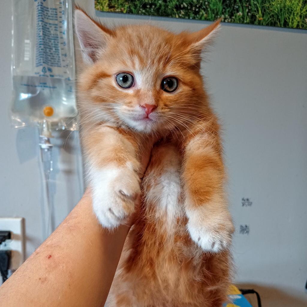 Enlarge Oliver "Ollie", a Adoptable mixed breed in Osawatomie, KS image 2/3