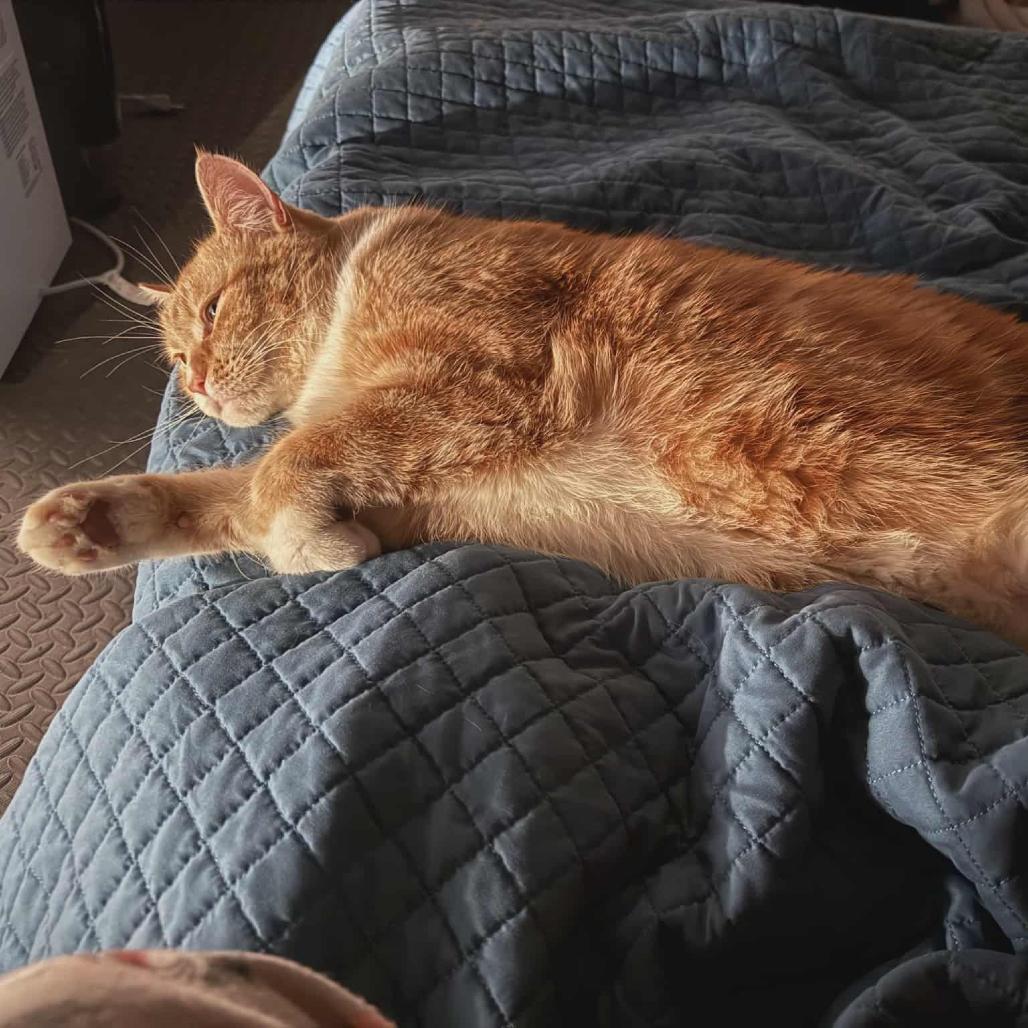 Enlarge Oliver "Ollie", a Adoptable mixed breed in Osawatomie, KS image 3/3