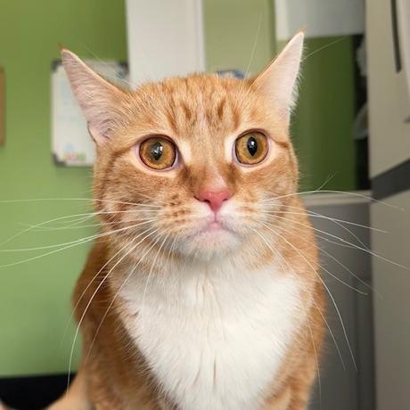 Enlarge Oliver "Ollie", a Adoptable mixed breed in Osawatomie, KS image 5/5