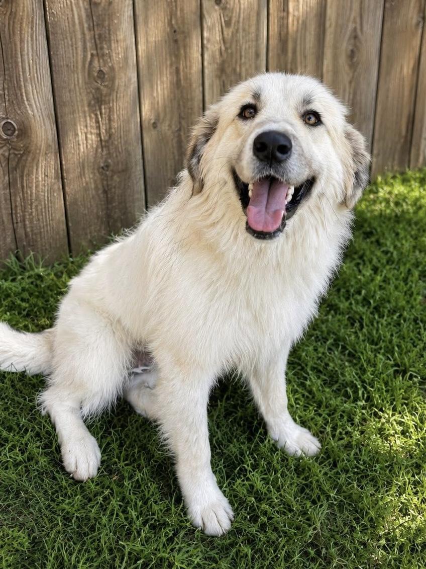 Enlarge Bernice, an adopted Great Pyrenees in Mendham, NJ image 3/3