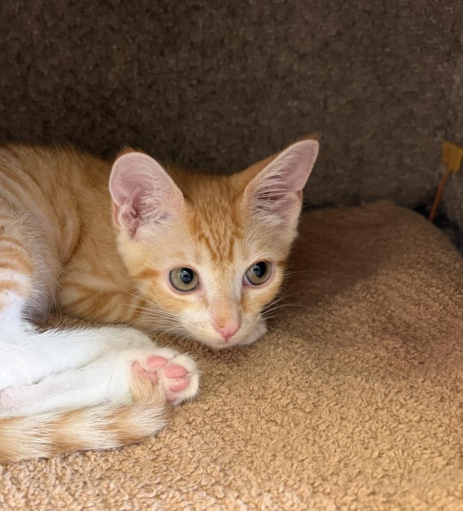 Killian, Adoptable, Kitten Male Tabby & Domestic Short Hair.