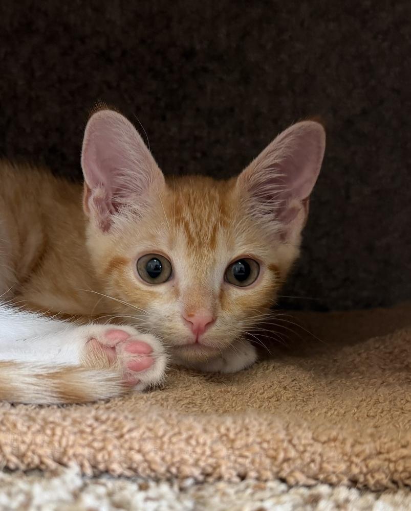 Enlarge Killian, a Adoptable mixed breed in Richardson, TX image 4/4