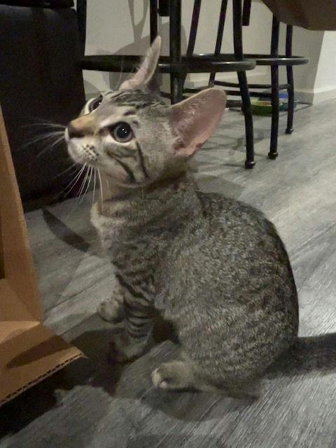 Chip, Baby Male unknown