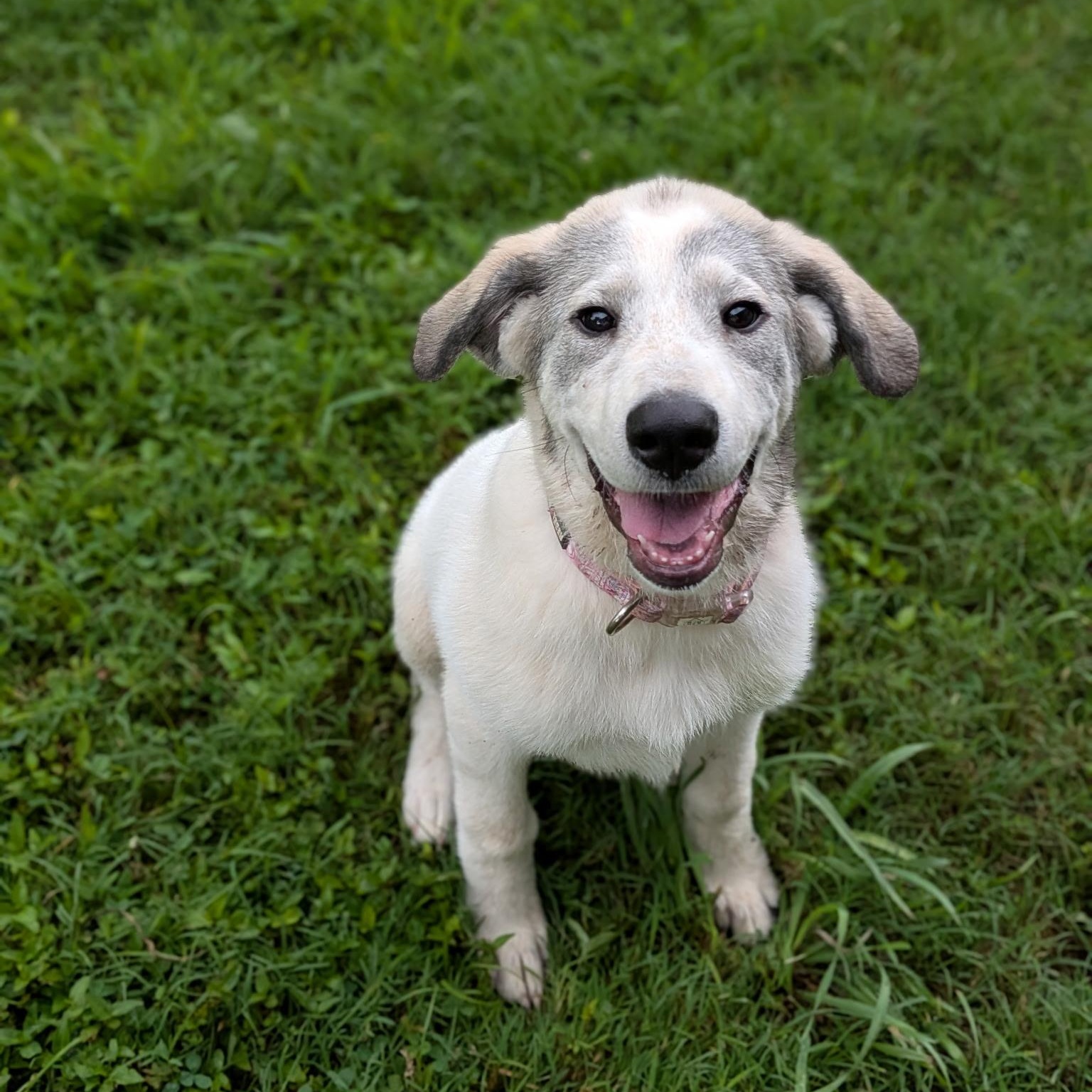 Enlarge Solstice (Sol), a Adoptable mixed breed in Spring hill, TN image 4/6