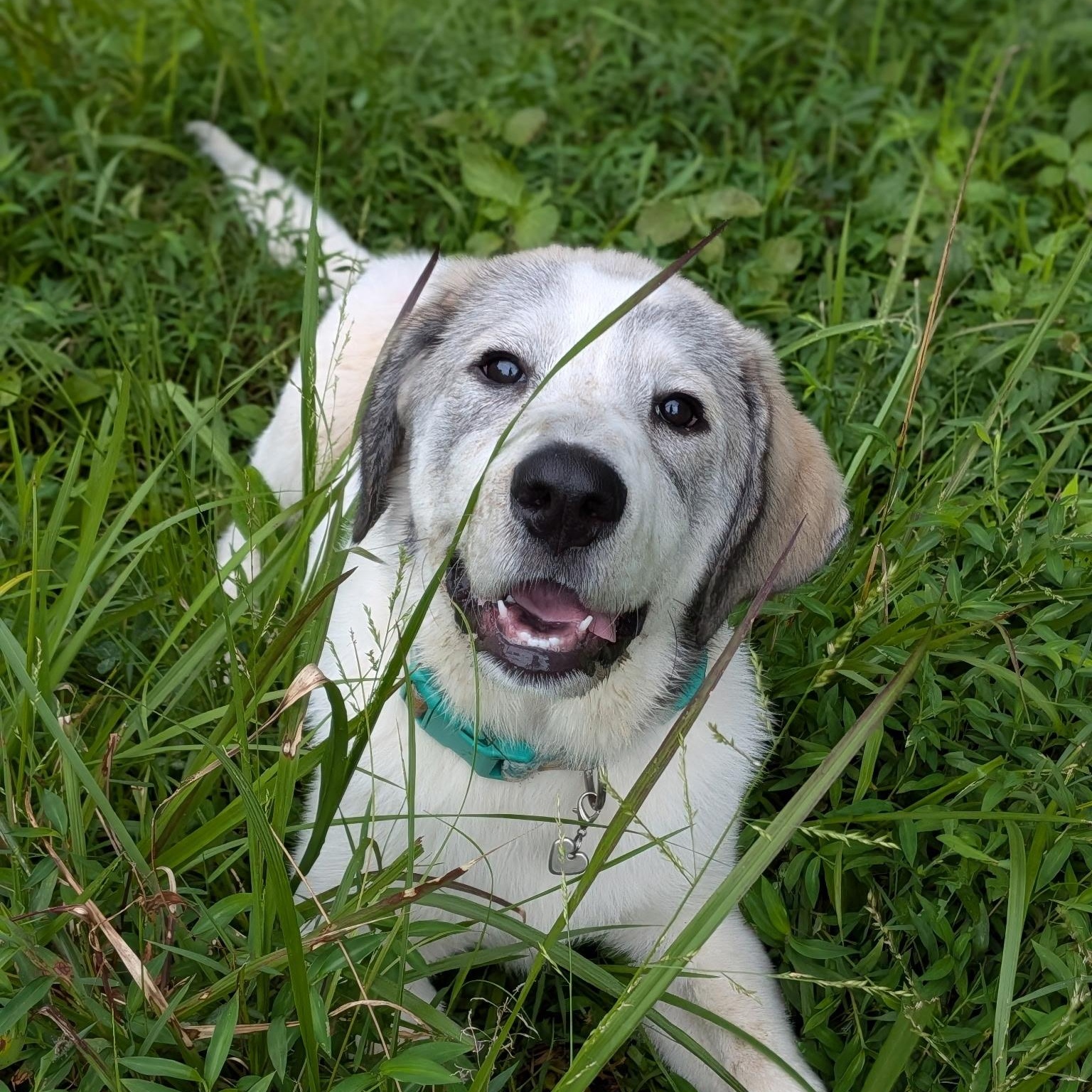 Enlarge Solstice (Sol), a Adoptable mixed breed in Spring hill, TN image 3/6