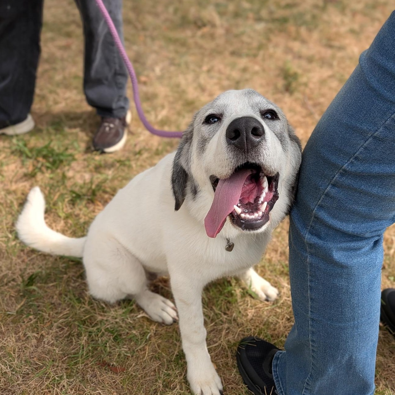 Solstice (Sol), Adoptable, Young Female Great Pyrenees.