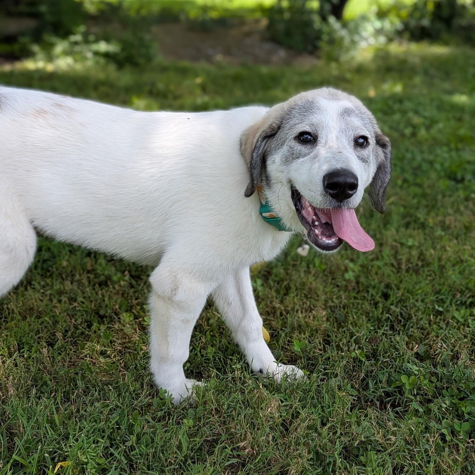 Enlarge Solstice (Sol), a Adoptable mixed breed in Spring hill, TN image 5/6