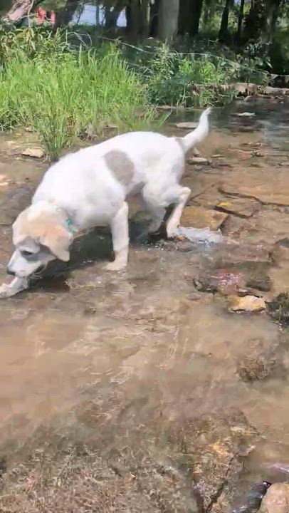 Enlarge Solstice (Sol), a Adoptable mixed breed in Spring hill, TN video 6/6