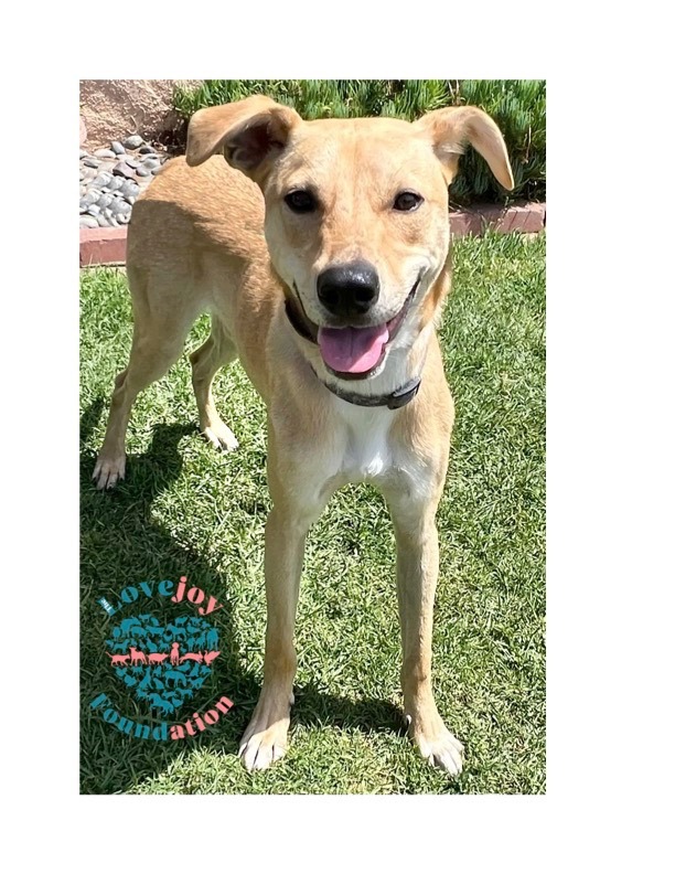 Dash, Adoptable, Young Male Hound & Labrador Retriever.