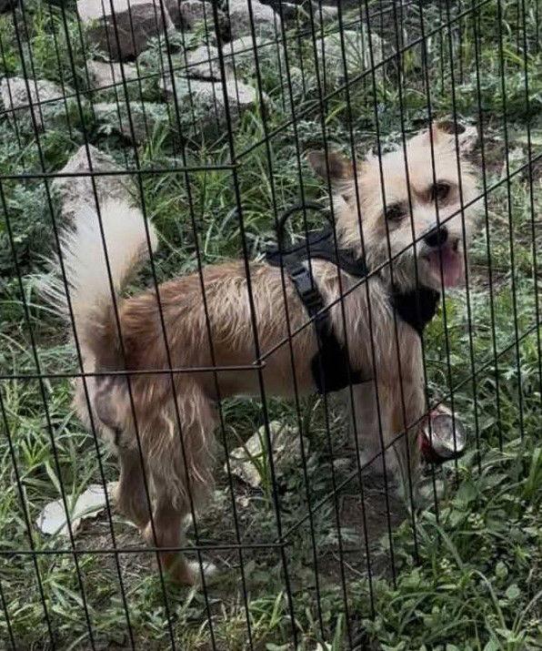 Toro, Adoptable, Adult Male Terrier.