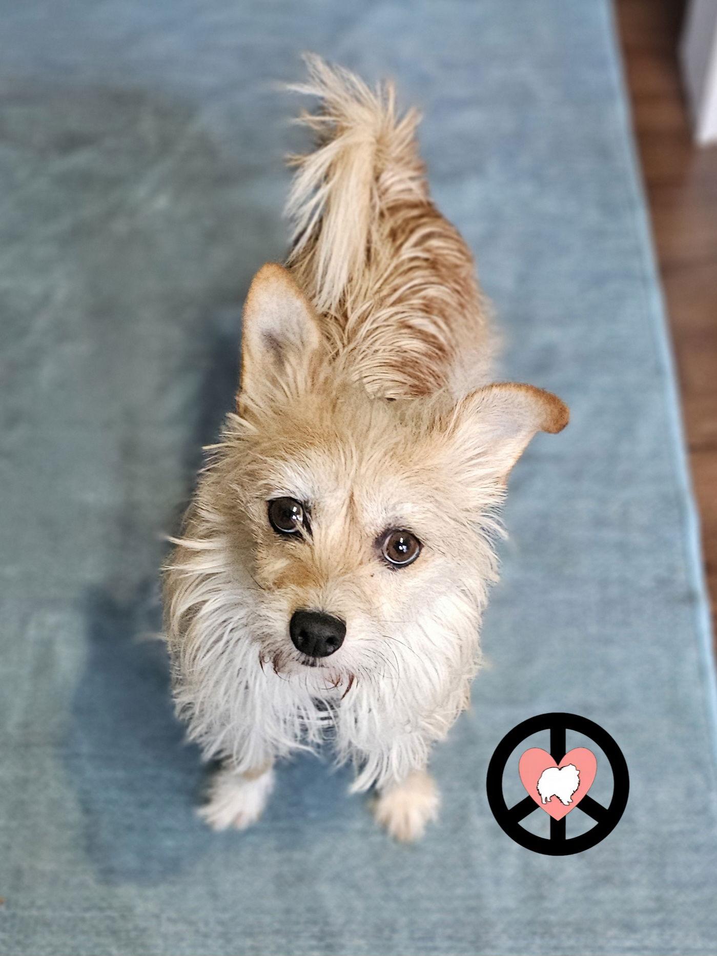 Toro, a Adoptable Terrier in Lebanon, PA image 2/3