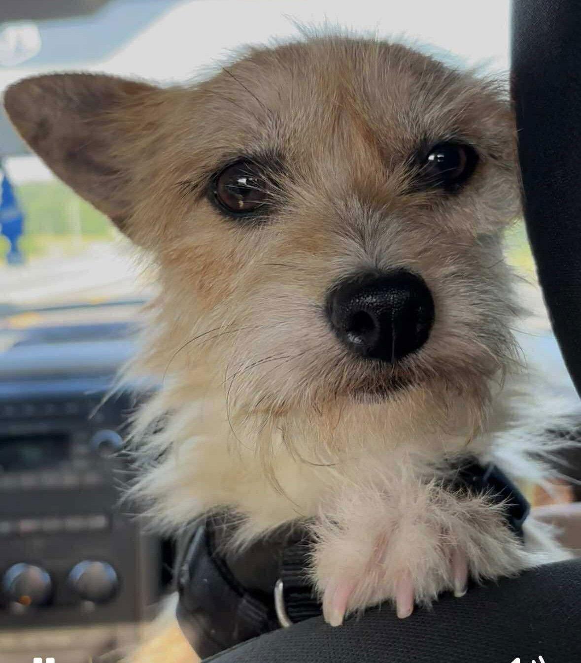 Enlarge Toro, a Adoptable Terrier in Lebanon, PA image 3/3