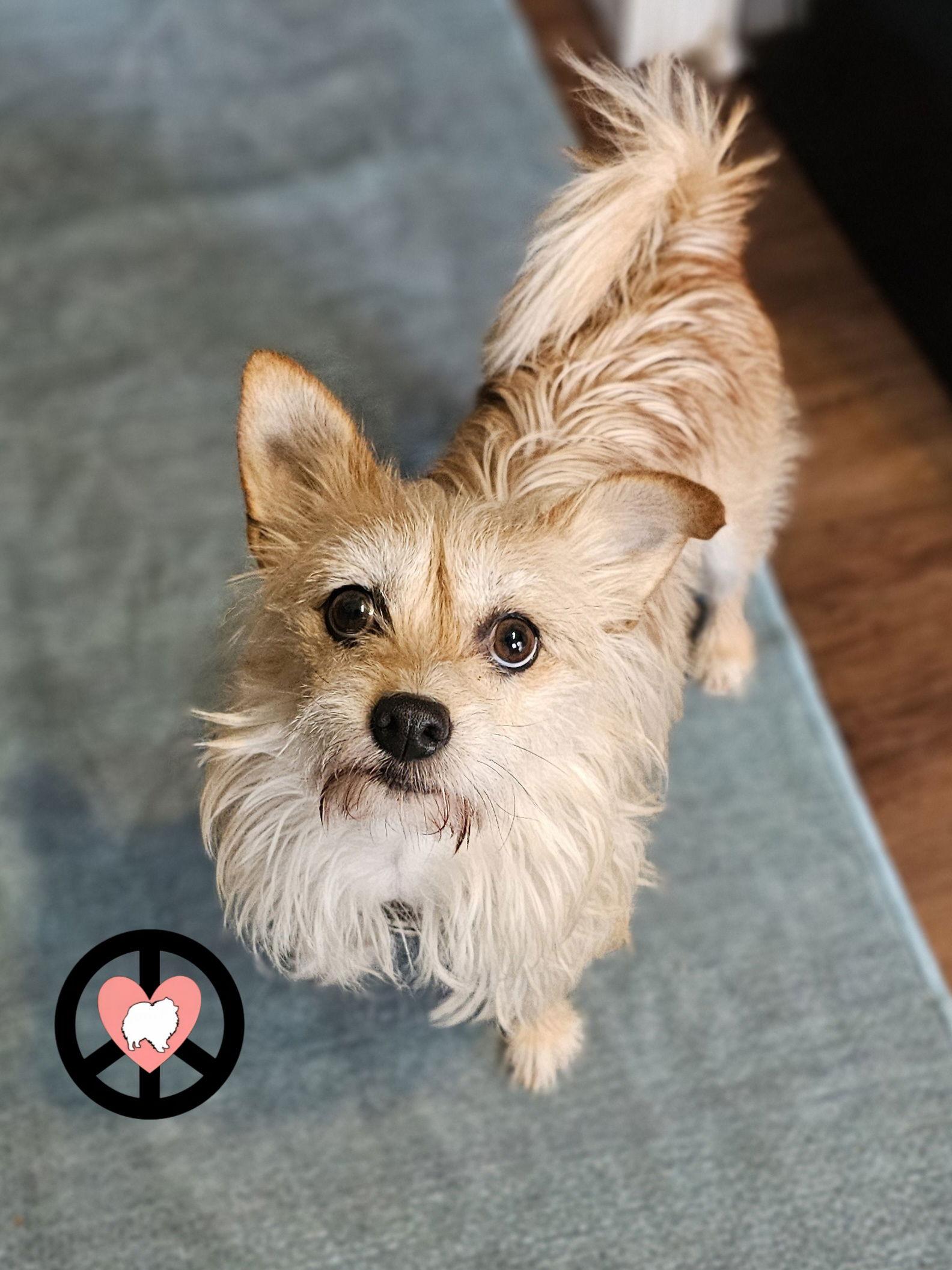 Toro, a Adoptable Terrier in Lebanon, PA image 3/3