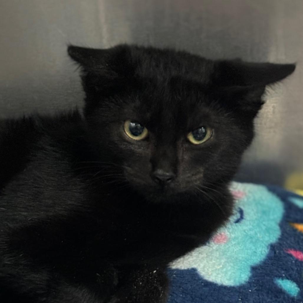 Enlarge Cosmic, a Adoptable Domestic Short Hair in Lakeland, FL image 1/1