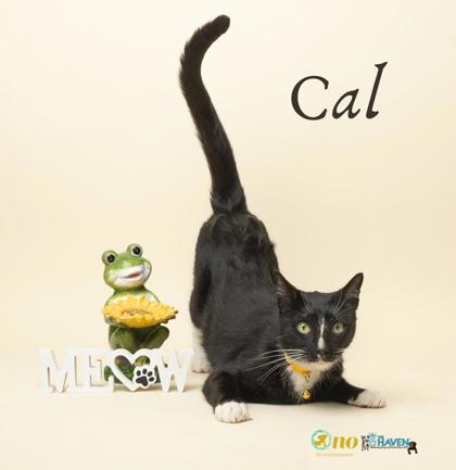 Cal, Adoptable, Adult Male Domestic Short Hair & Domestic Short Hair.