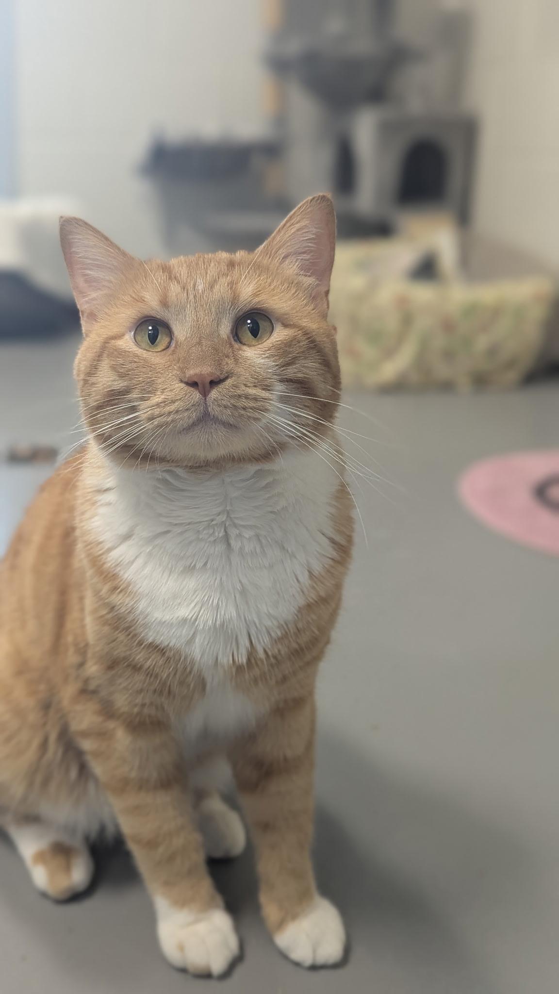 Simon