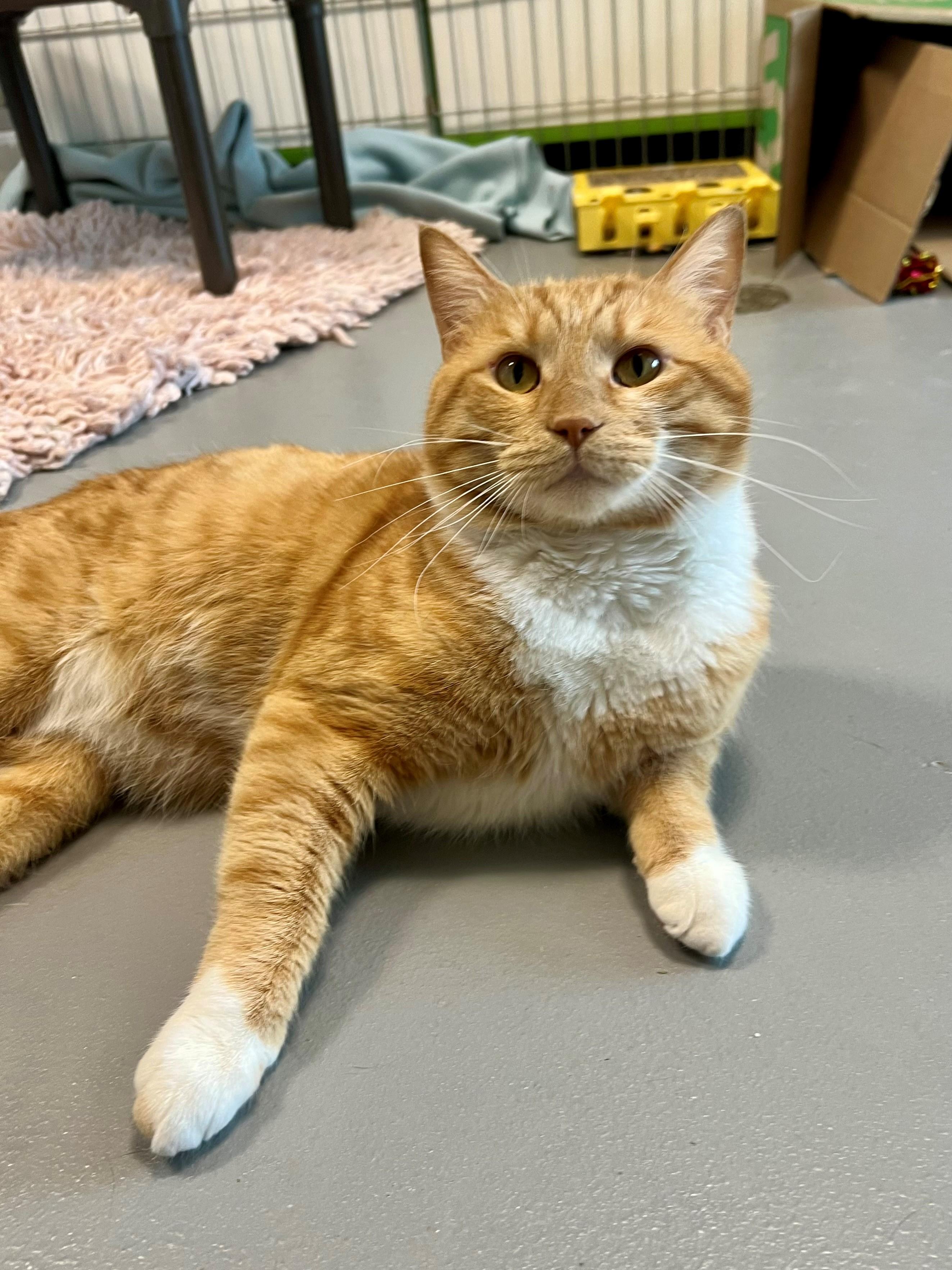 Simon
