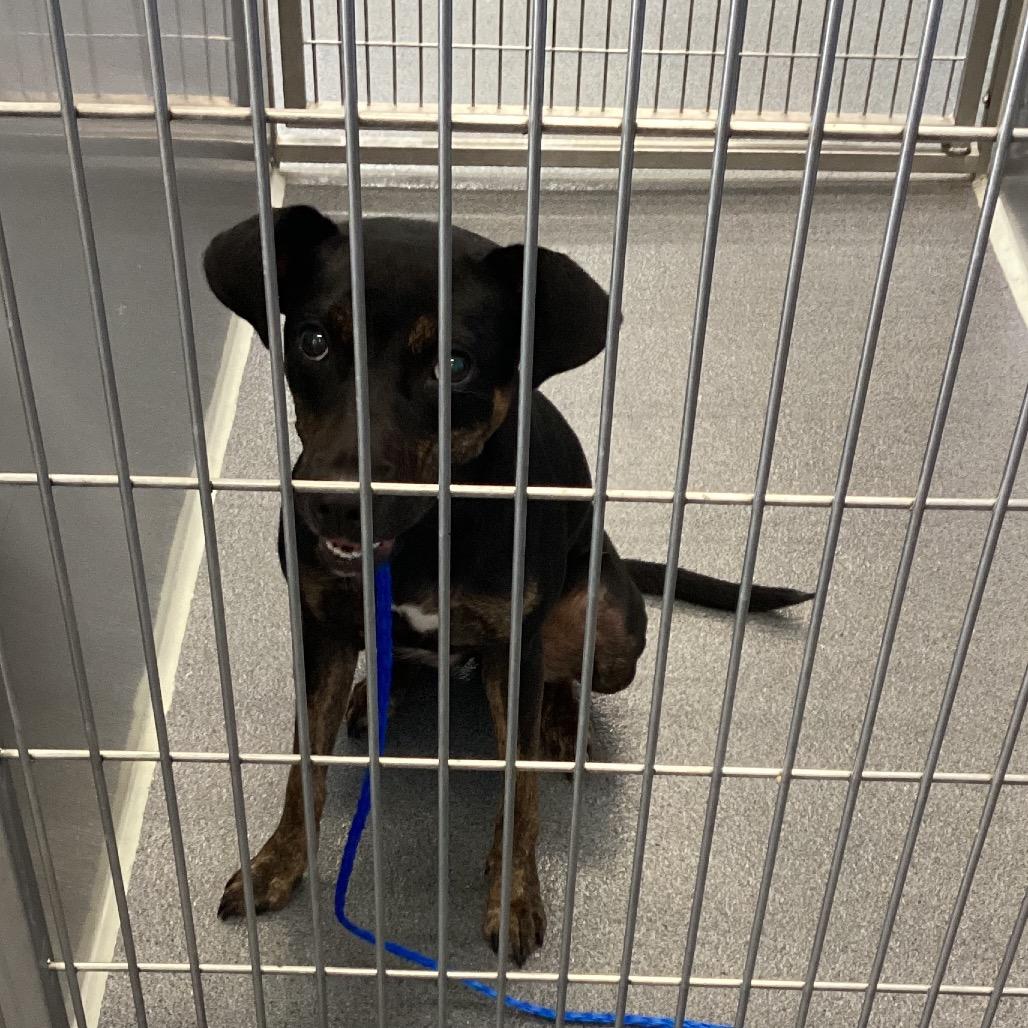 Bella, Adoptable, Adult Female Terrier & Mixed Breed.