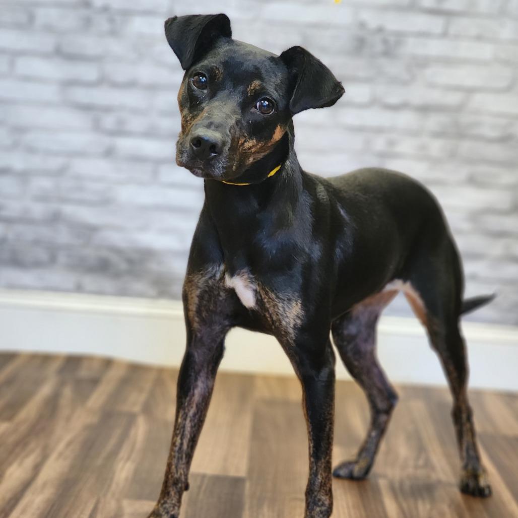 Enlarge Bella, a Adoptable mixed breed in Montgomery, AL image 2/2