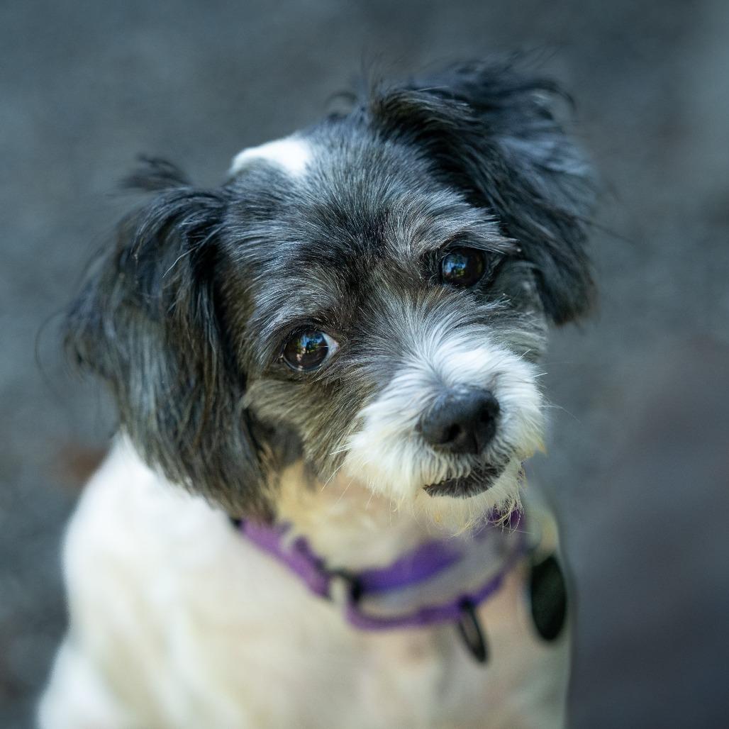 Lady Bug, Adoptable, Senior Female Maltese & Terrier.