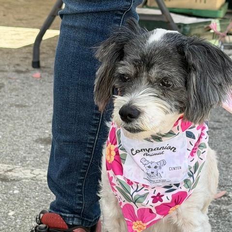 Lady, a Adoptable mixed breed in Pacifica, CA image 1/5