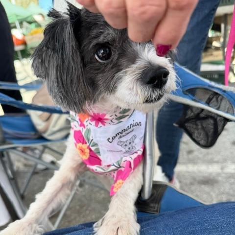 Lady, a Adoptable mixed breed in Pacifica, CA image 2/5