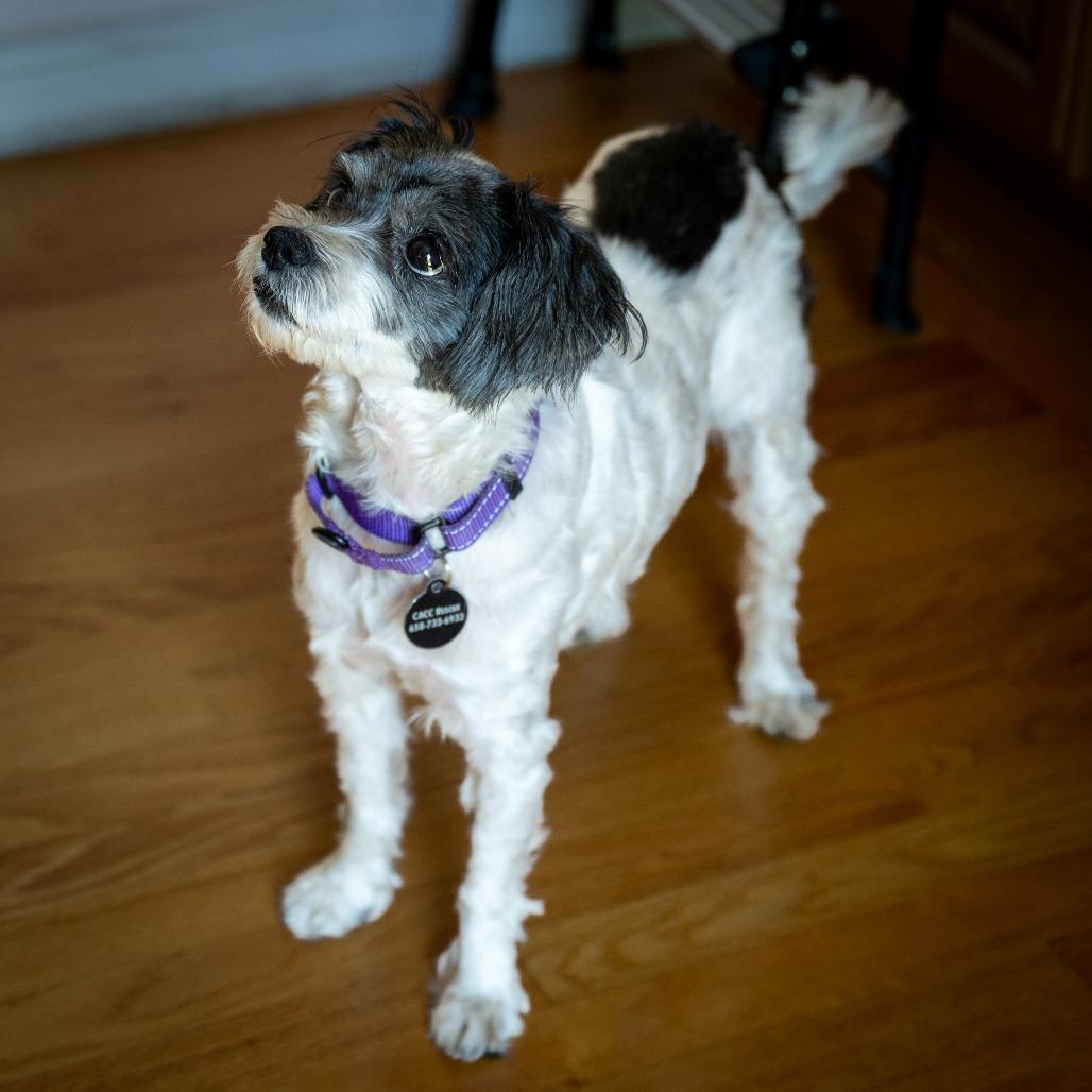 Enlarge Lady Bug, a Adoptable mixed breed in Pacifica, CA image 2/6