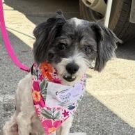 Lady, a Adoptable mixed breed in Pacifica, CA image 3/5
