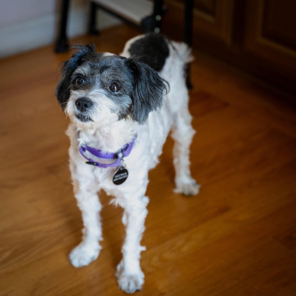 Enlarge Lady Bug, a Adoptable mixed breed in Pacifica, CA image 3/6