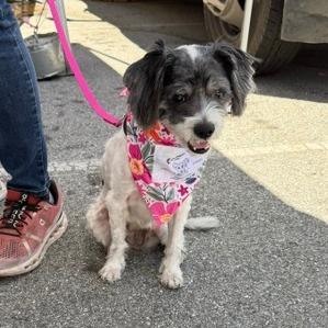 Lady, a Adoptable mixed breed in Pacifica, CA image 4/5