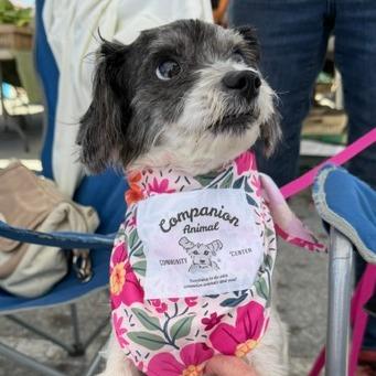 Lady, a Adoptable mixed breed in Pacifica, CA image 5/5