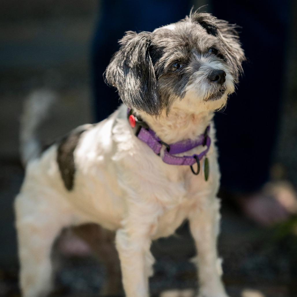 Enlarge Lady Bug, a Adoptable mixed breed in Pacifica, CA image 5/6