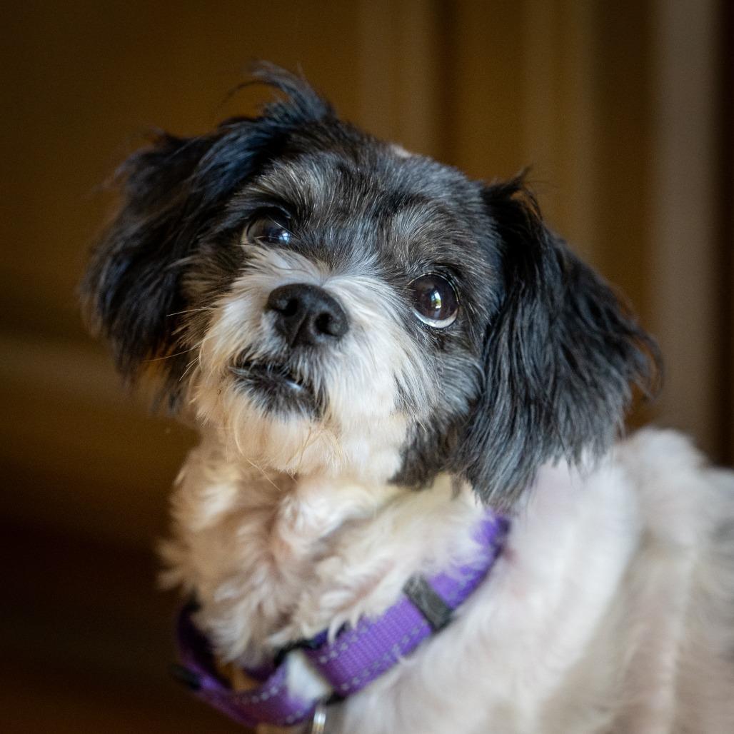 Enlarge Lady Bug, a Adoptable mixed breed in Pacifica, CA image 6/6