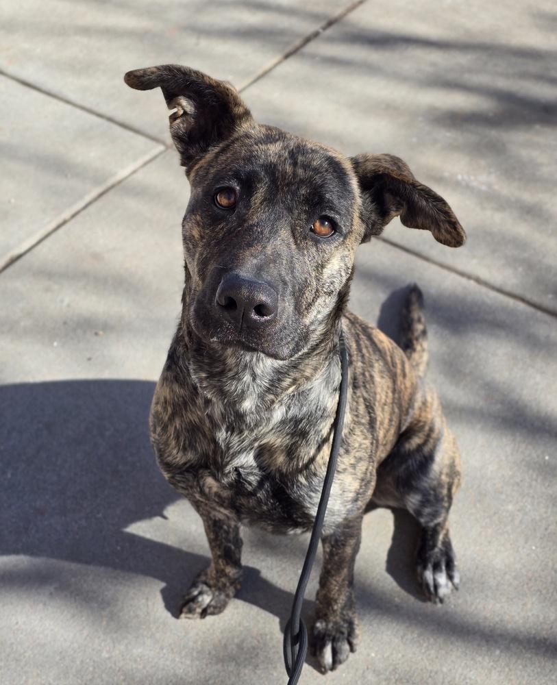 Enlarge Julia, a Adoptable mixed breed in Sedalia, CO image 2/6