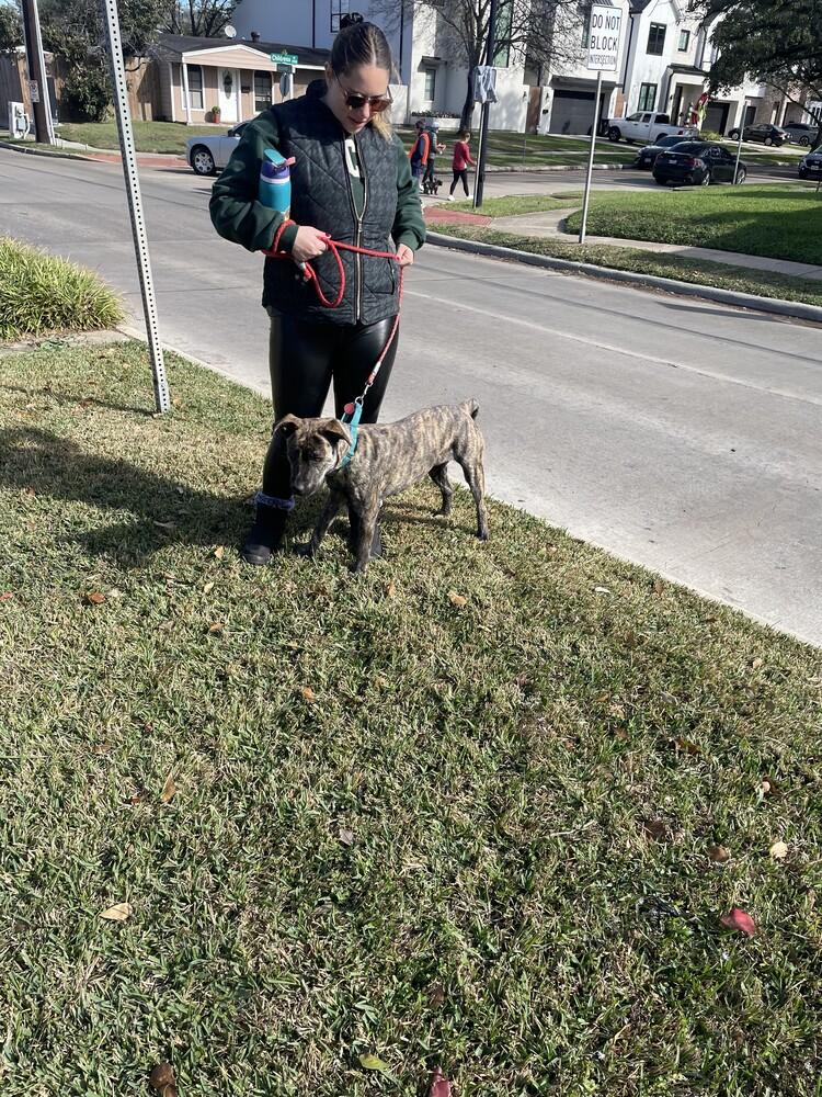 Julia, Adoptable, Adult Female Plott Hound & Dutch Shepherd.