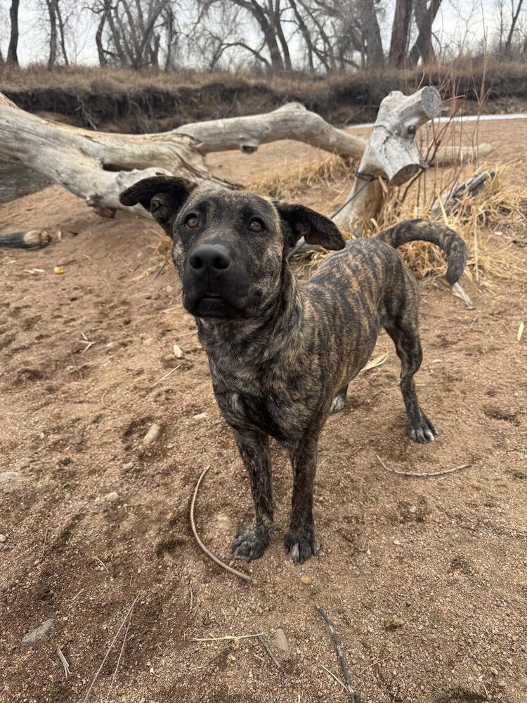 Enlarge Julia, a Adoptable mixed breed in Sedalia, CO image 4/6