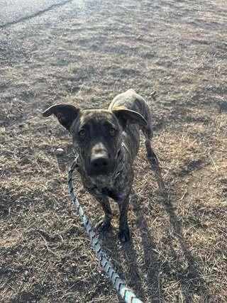 Enlarge Julia, a Adoptable mixed breed in Sedalia, CO image 5/6