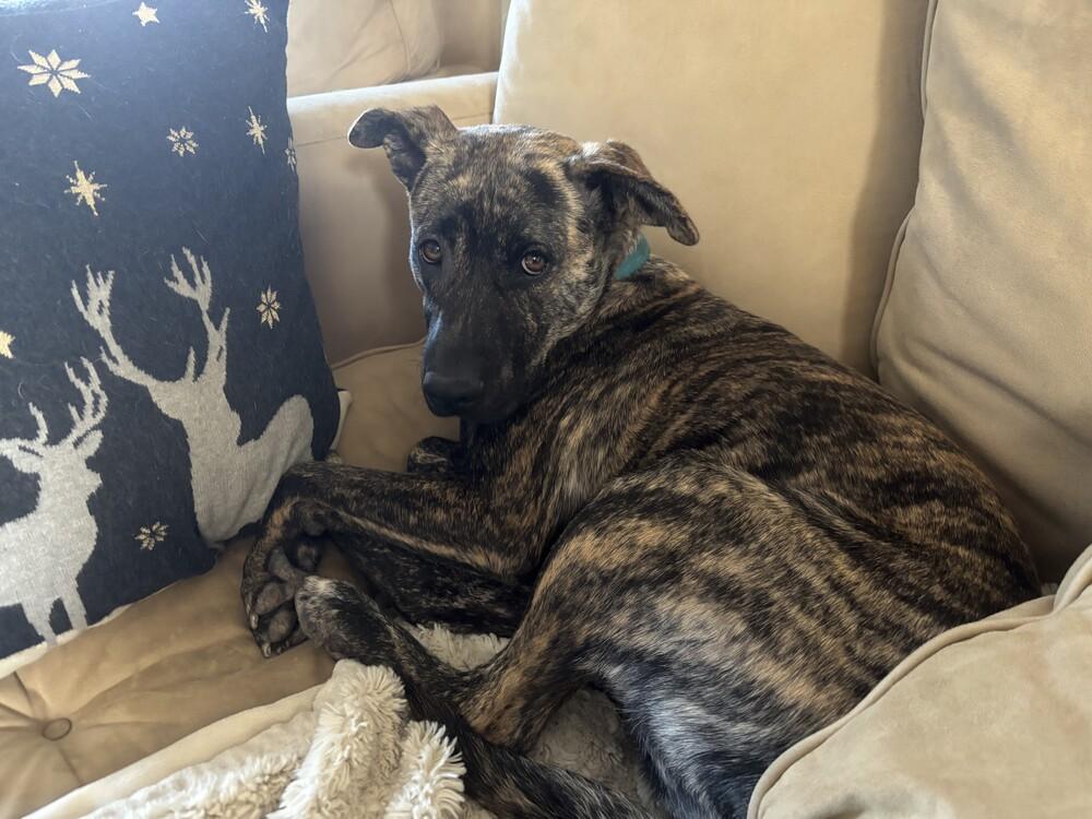 Enlarge Julia, a Adoptable mixed breed in Sedalia, CO image 2/4