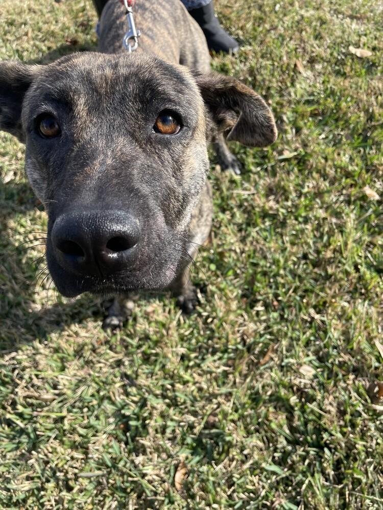 Enlarge Julia, a Adoptable mixed breed in Sedalia, CO image 3/4