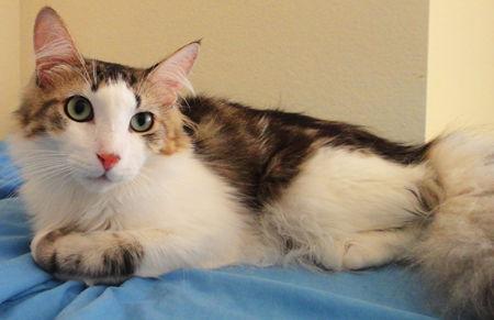 Mason, Adoptable, Adult Male Tabby.